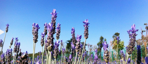 原料優(yōu)勢(shì)